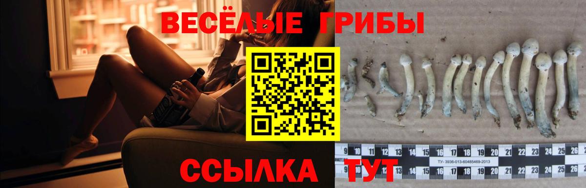 Псилоцибиновые грибы Psilocybe  Вход с VPN  Мурино  Псилоцибиновые грибы Psilocybe 